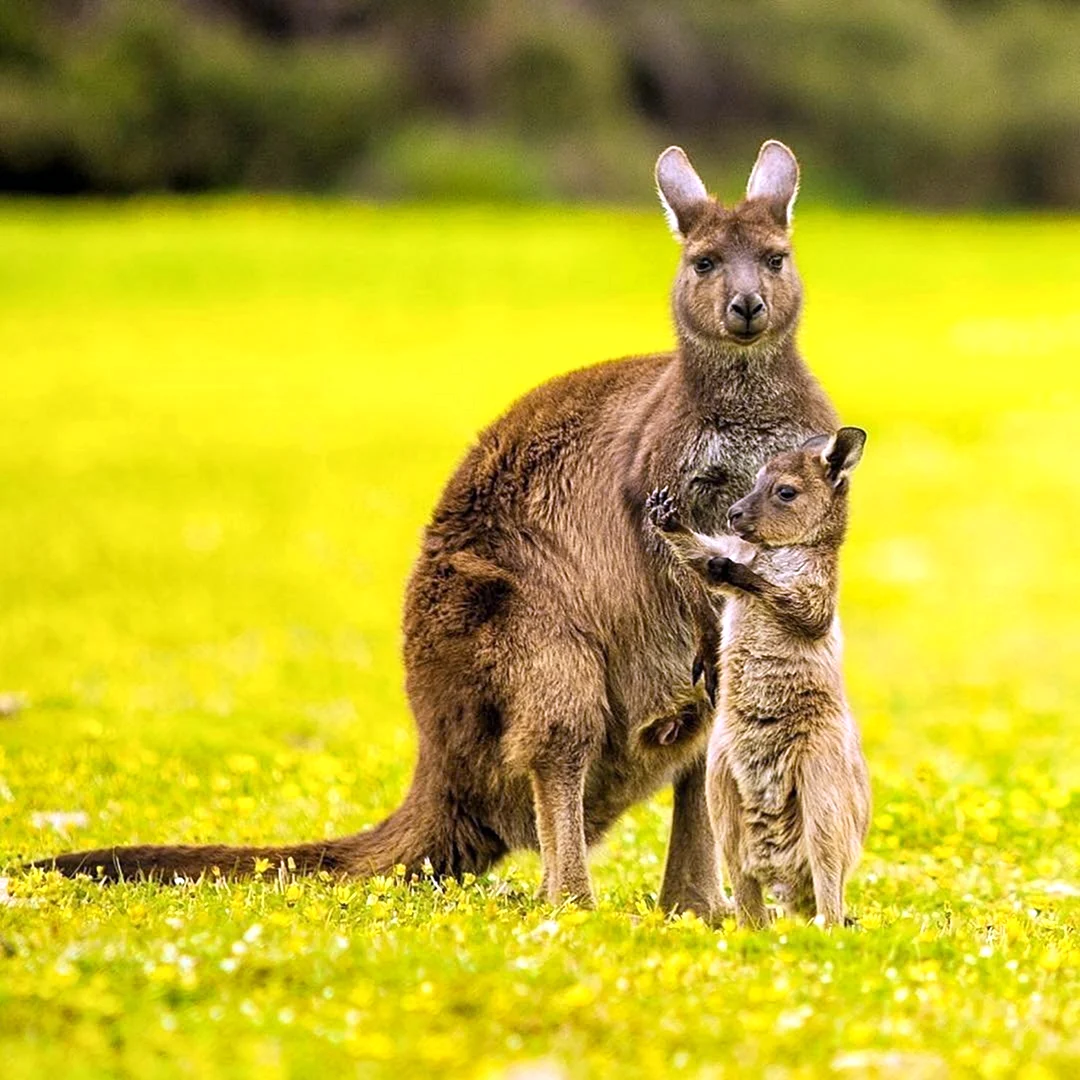 Семейство кенгуру