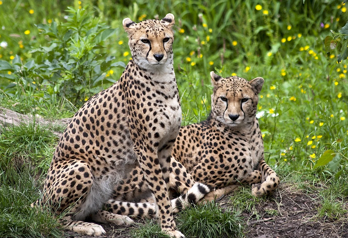 Семейство кошачьих гепард