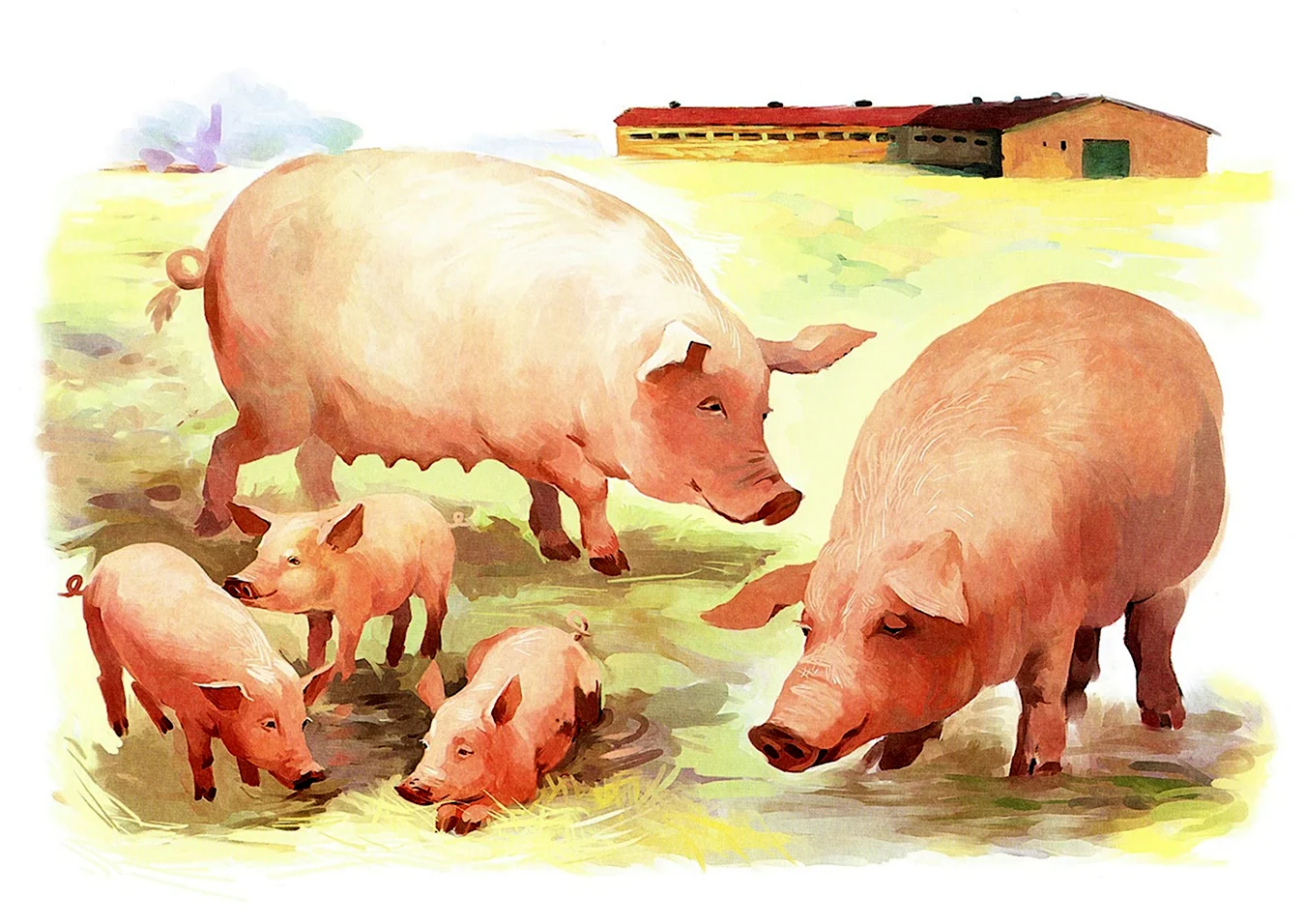 Семья свиней