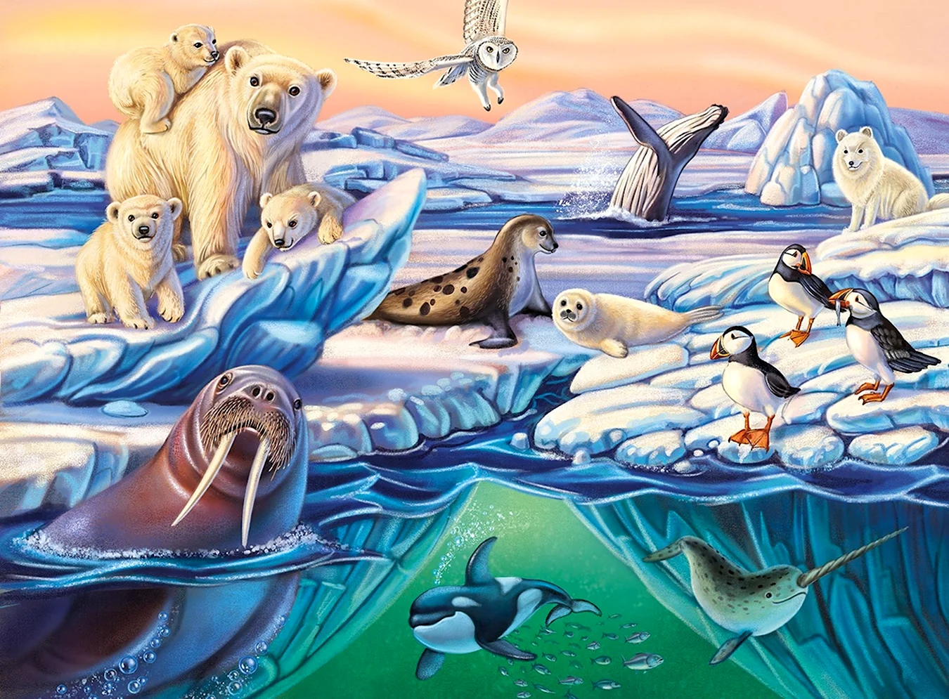 Северный полюс Арктика животные