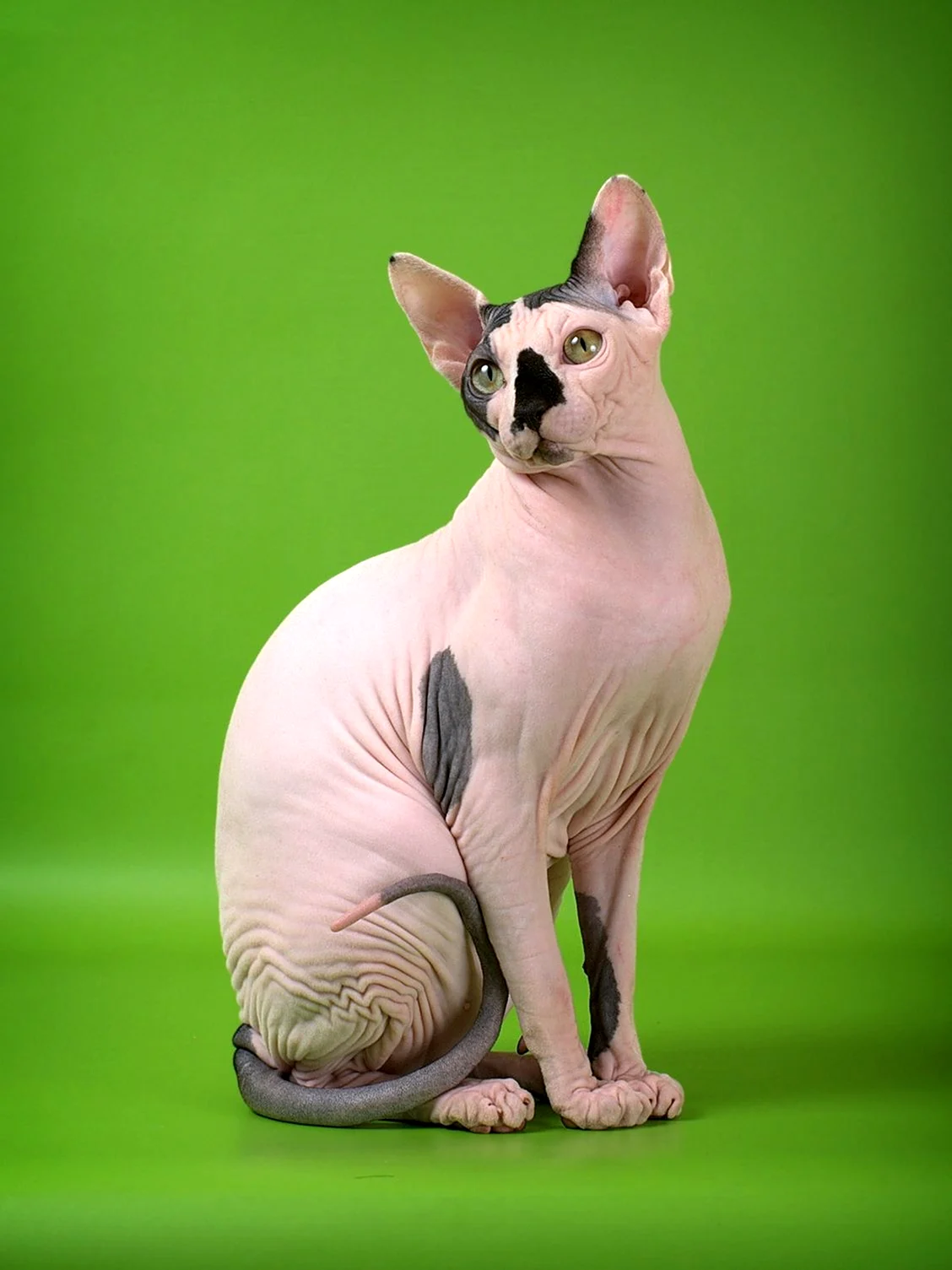 Сфинкс порода кошек
