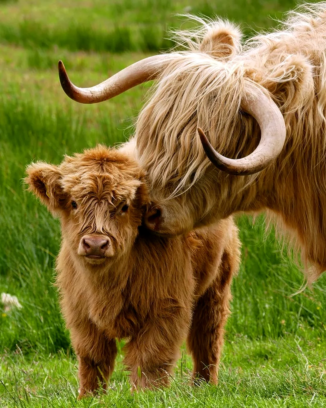 Шотландские коровы хайленд