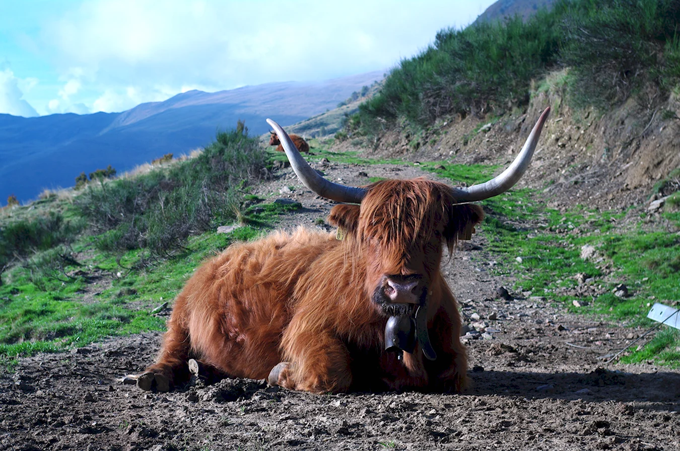 Шотландский бык 2008