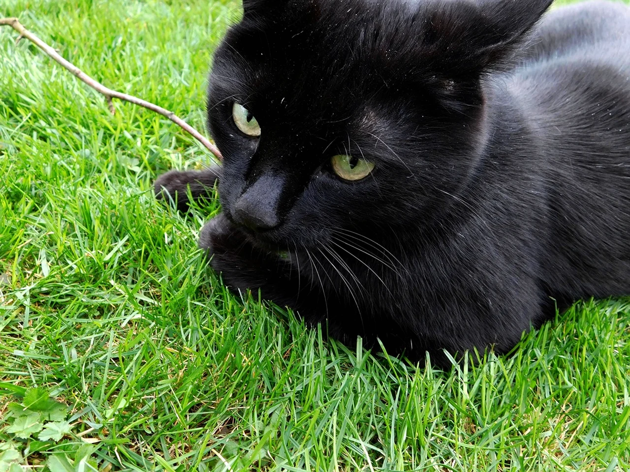 Сибирская черная короткошерстная кошка