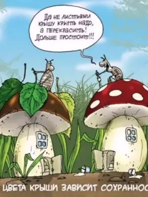 Смешное про грибы и грибников