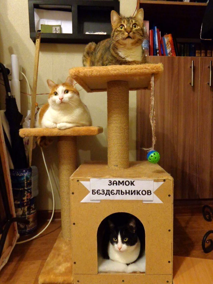 Смешные коты в домиках