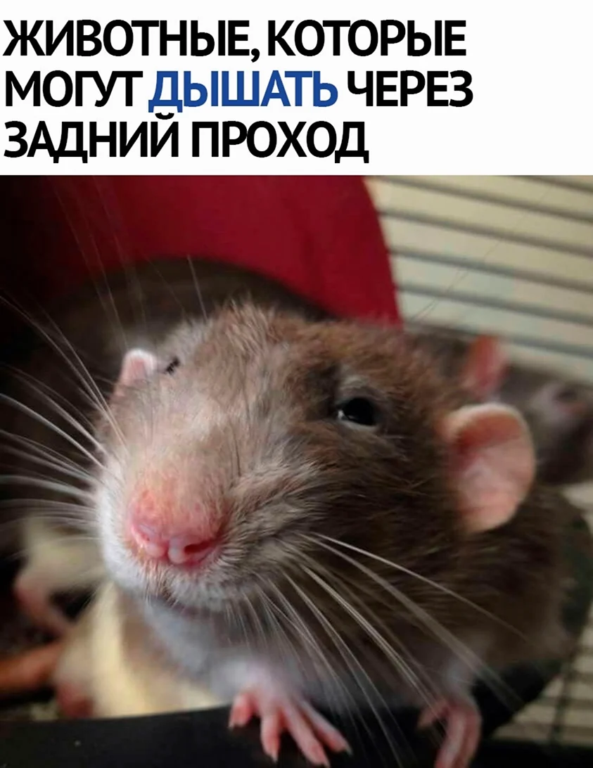 Смешные крысы