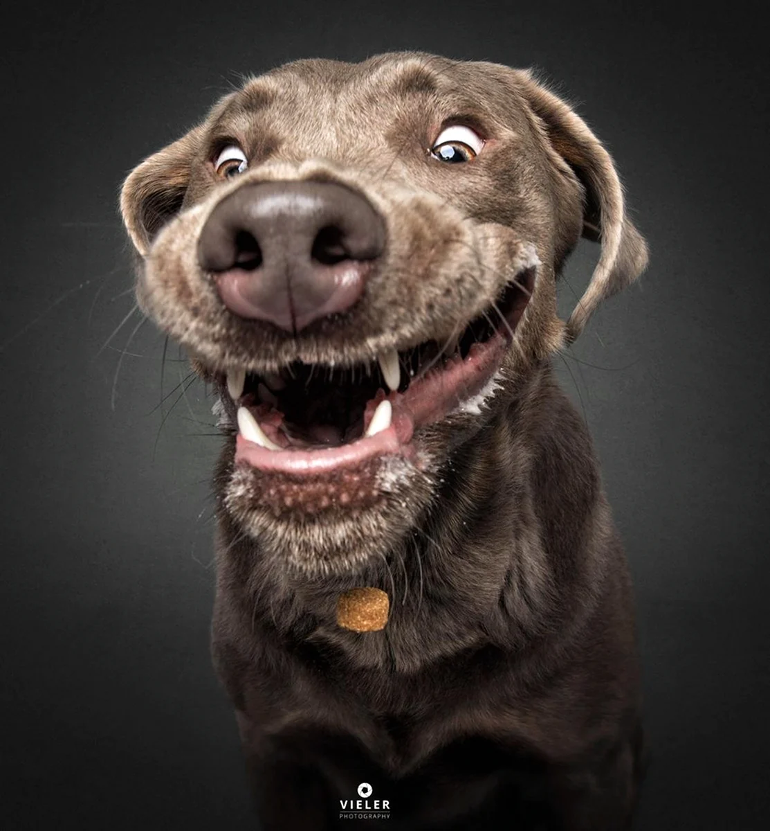 Смешные улыбки собак