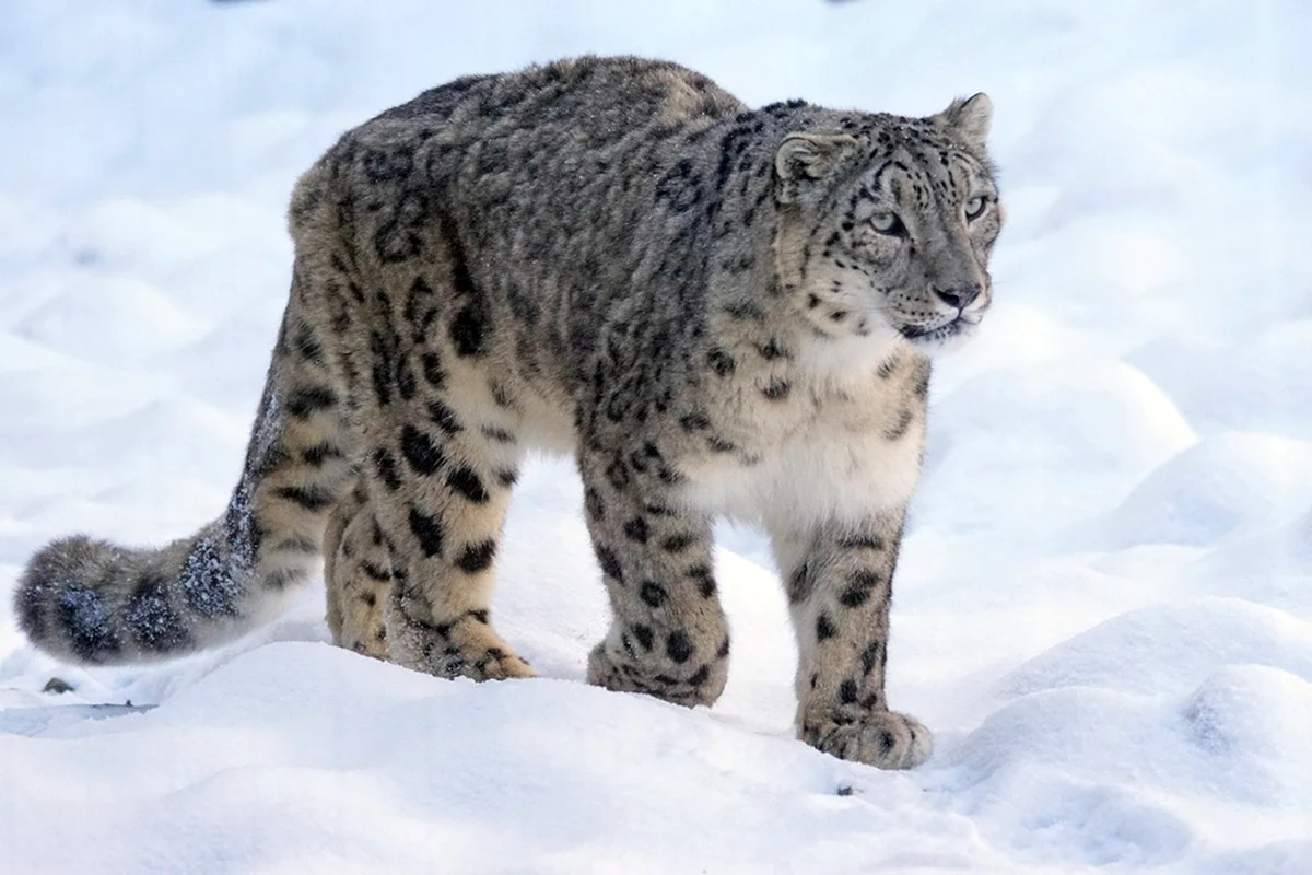 - Снежный Барс Panthera uncia