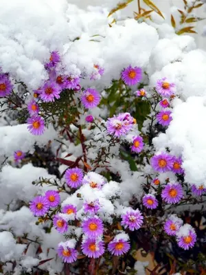 Снежок многолетние цветы под снегом