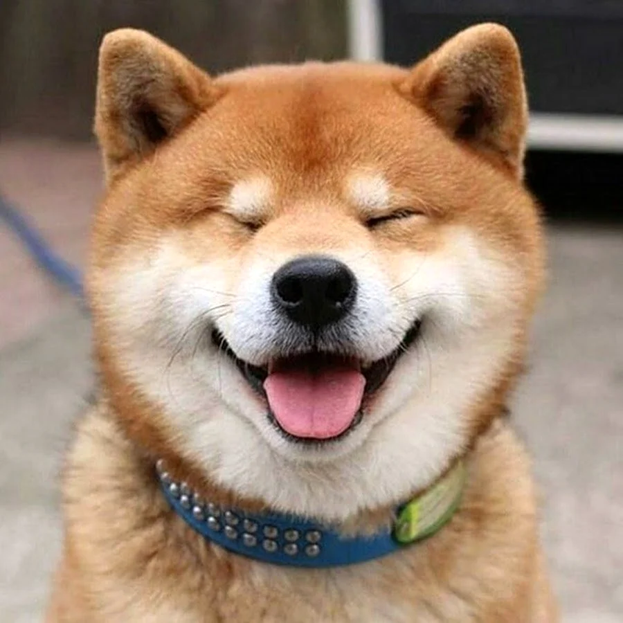 Собака-улыбака порода сиба-ину