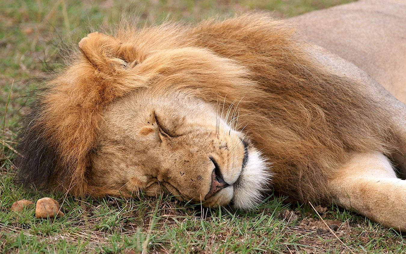 Сон животных