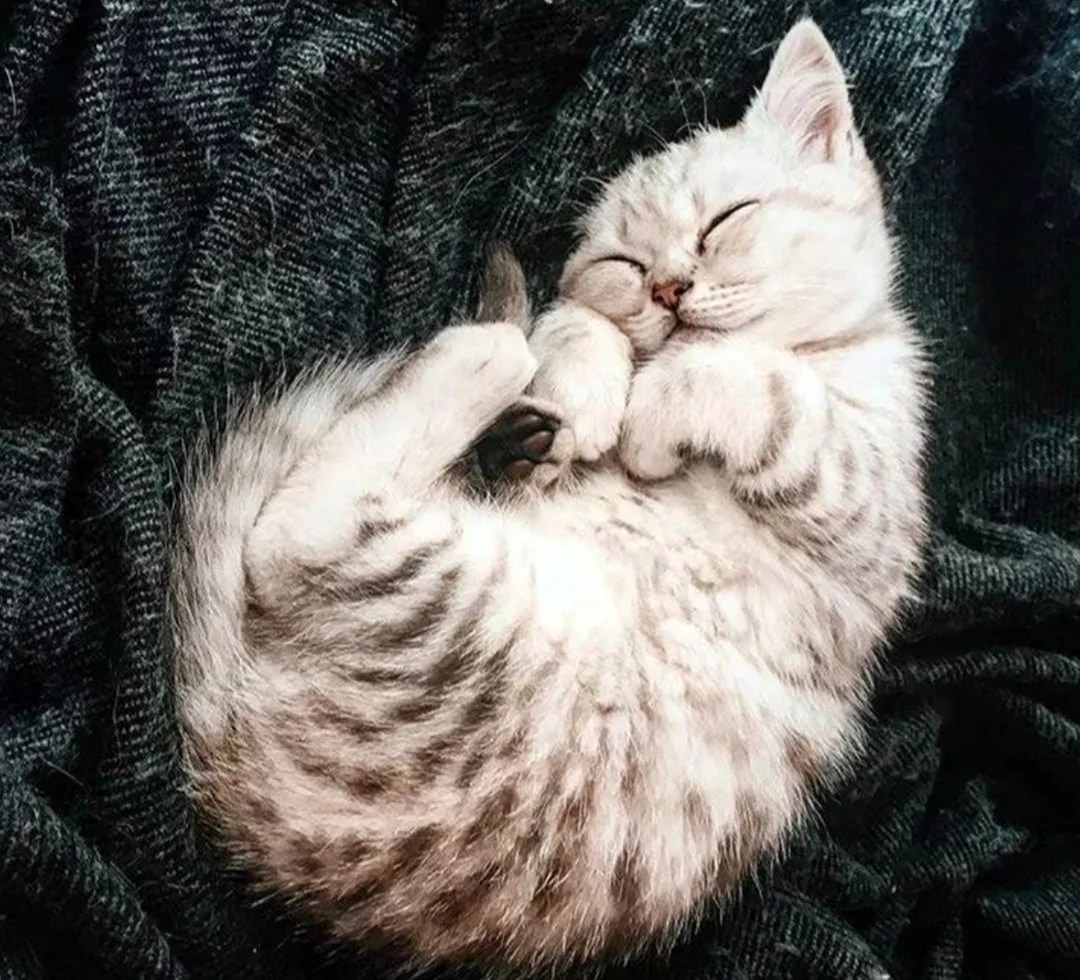 Спящий котик