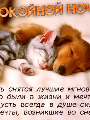 Спокойной ночи кот и собака