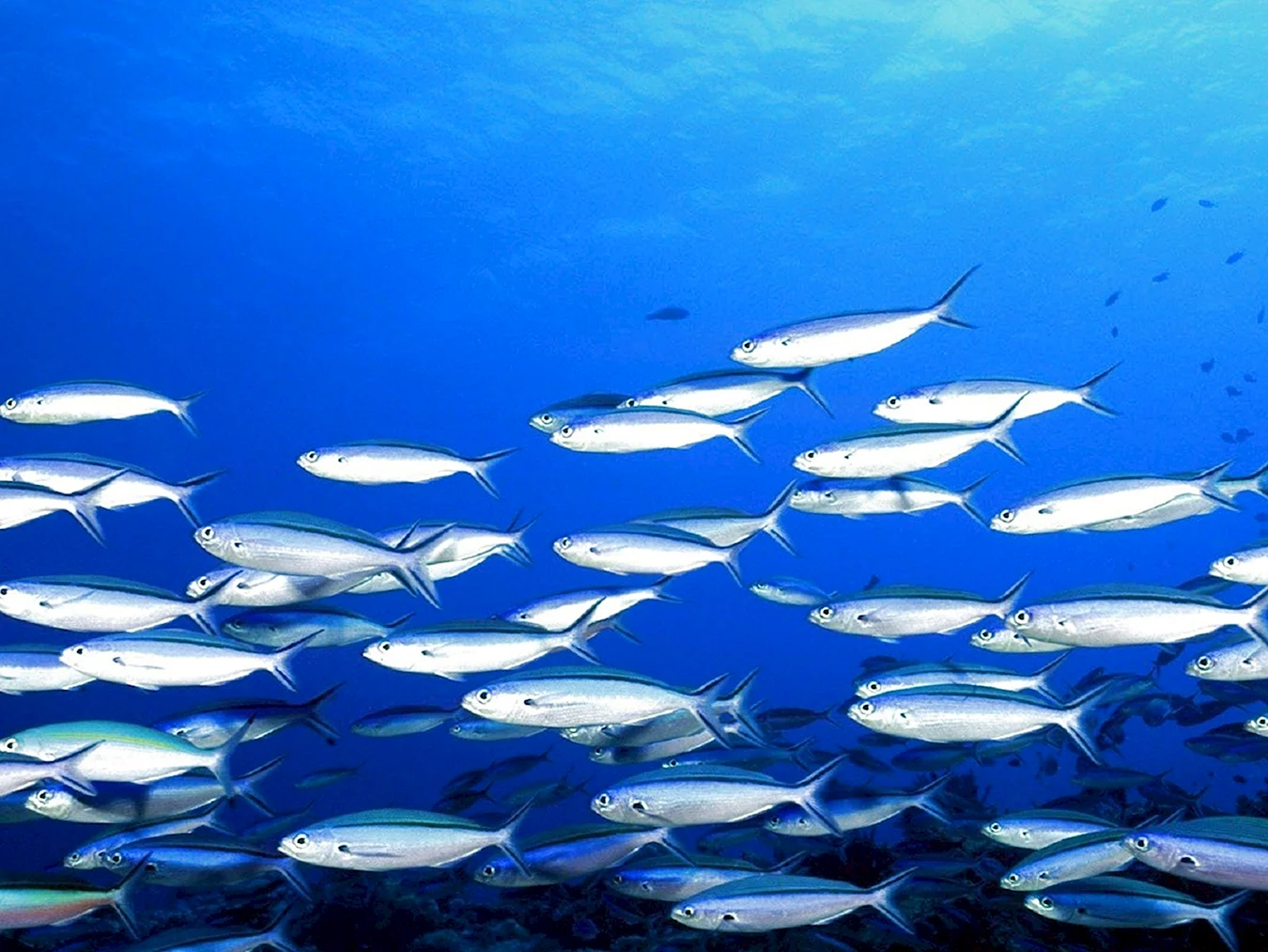 Стайные рыбы Средиземного моря
