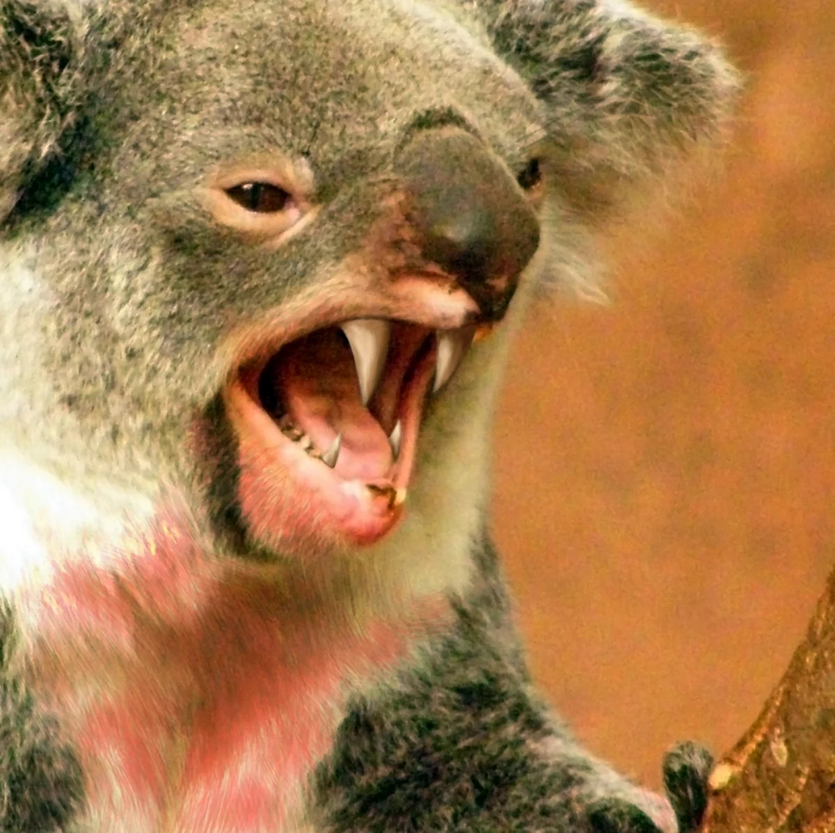 Страшная коала
