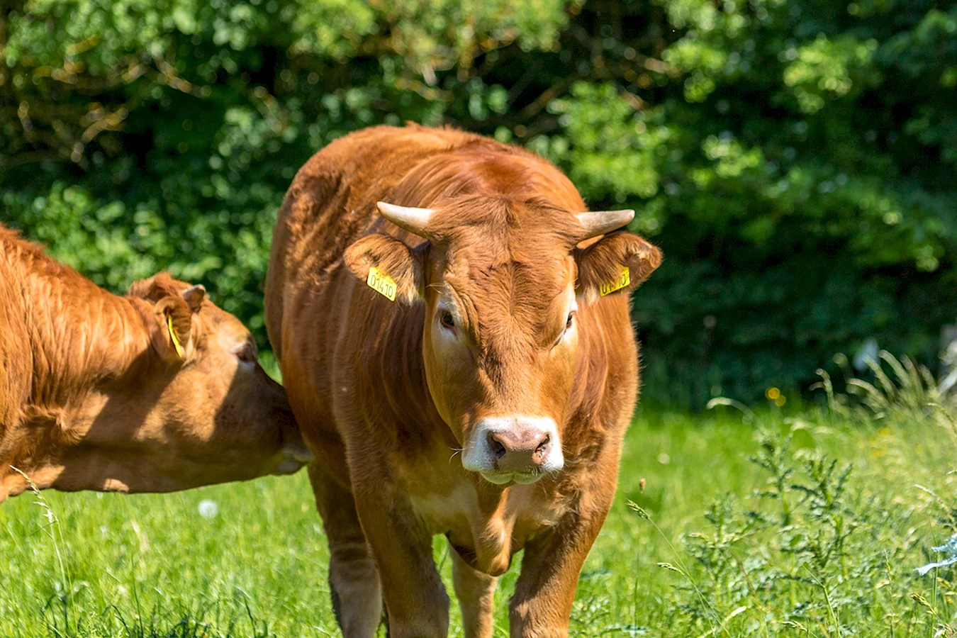 Суксунская порода коров