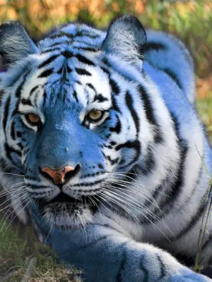 Тайгер Блю тигр