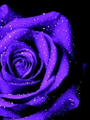 Темно фиолетовые розы