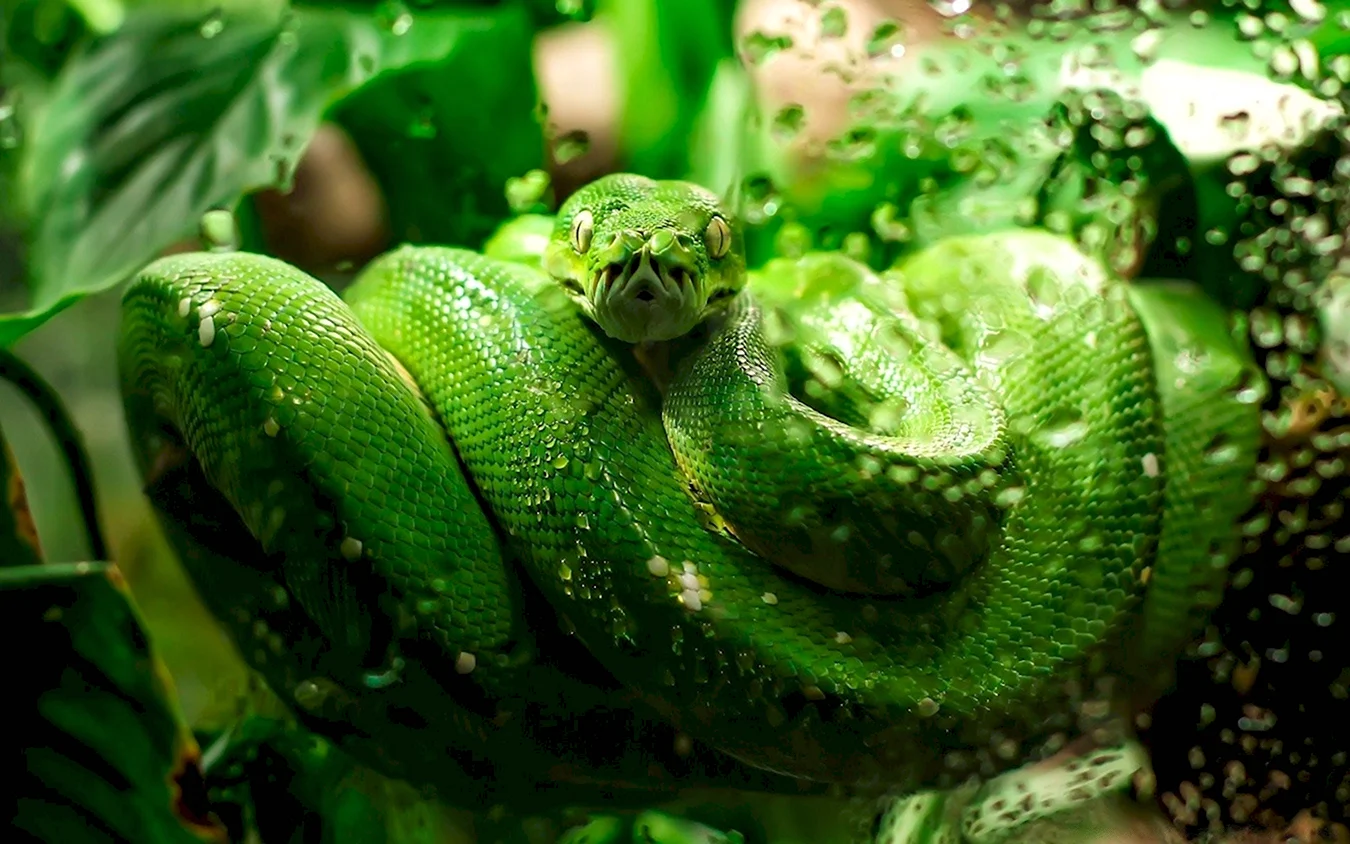Темно зеленая змея