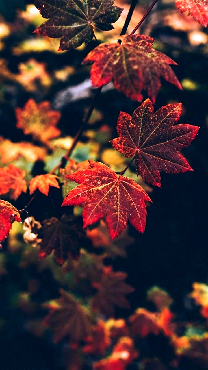 Темные листья осень