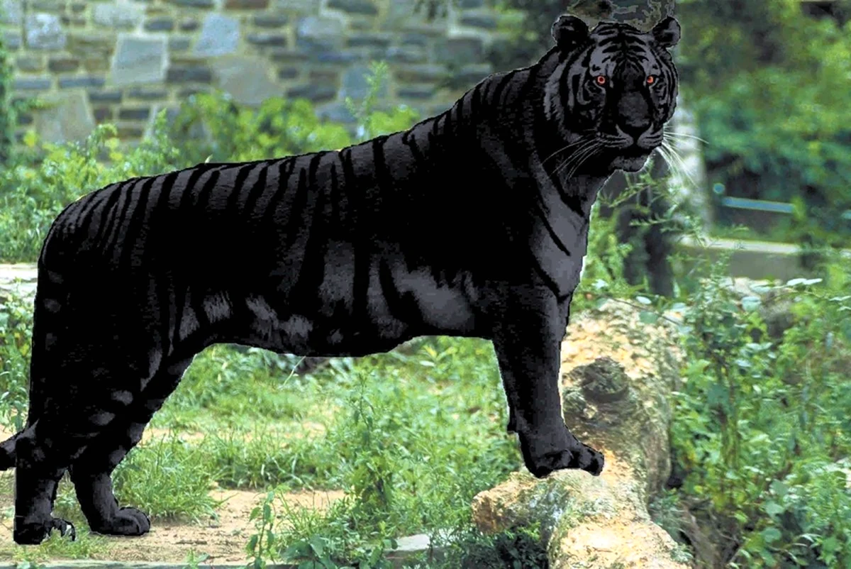 Тигр меланист