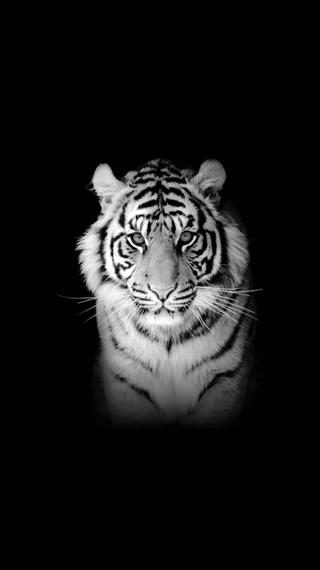 Тигр на черном фоне
