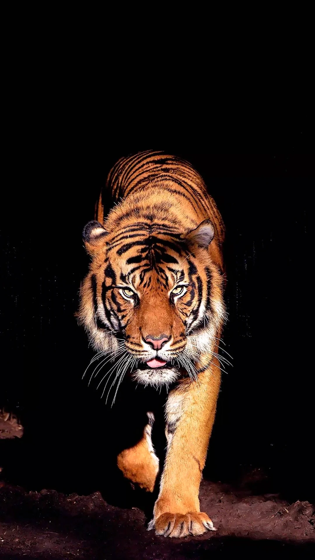 Тигр на заставку