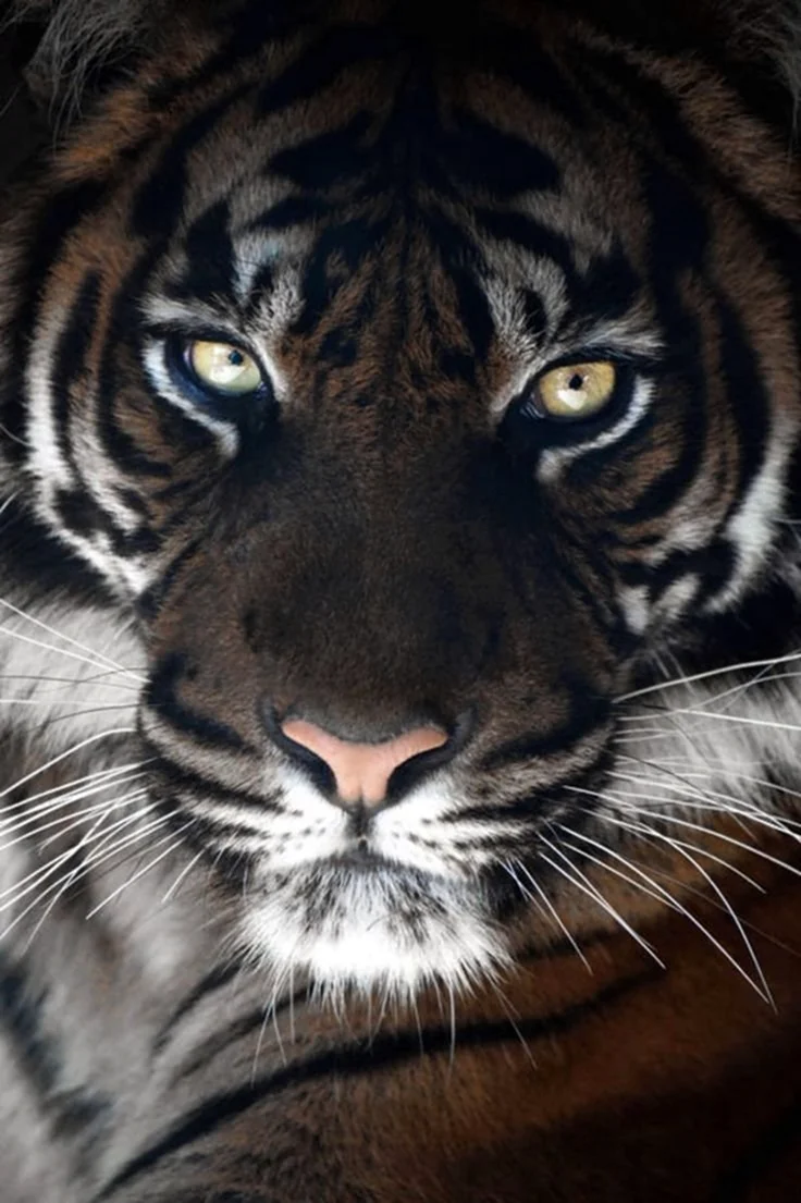 Тигр псевдомеланист