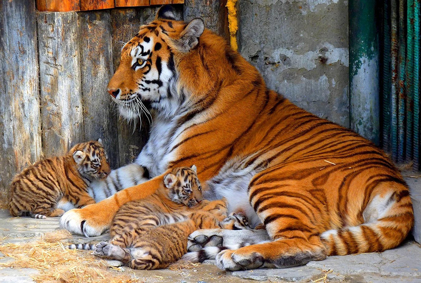 Тигрята Большереченский зоопарк