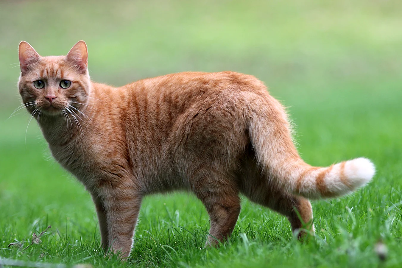 Цейлонская кошка рыжая
