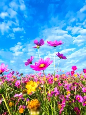 Цветы и небо