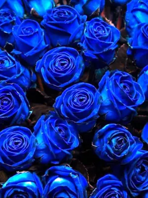 Цветы розы много синие