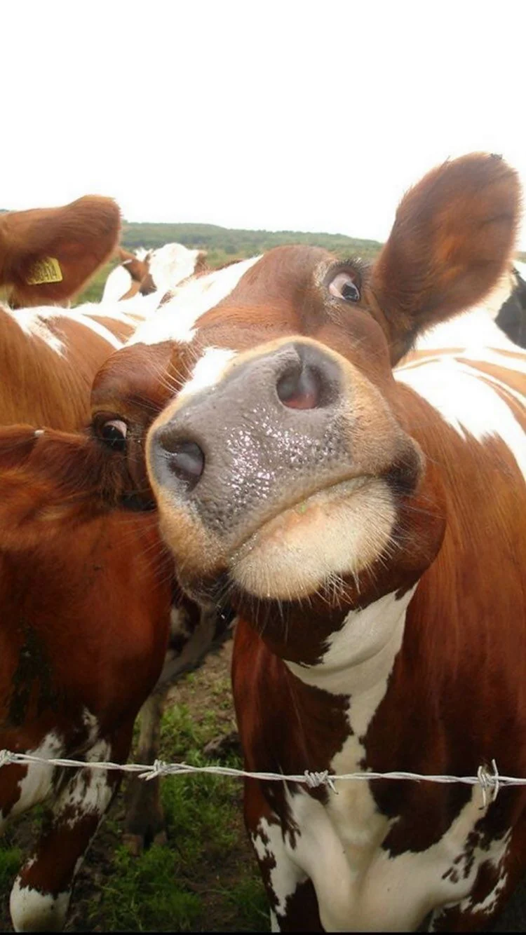 Улыбка коровы