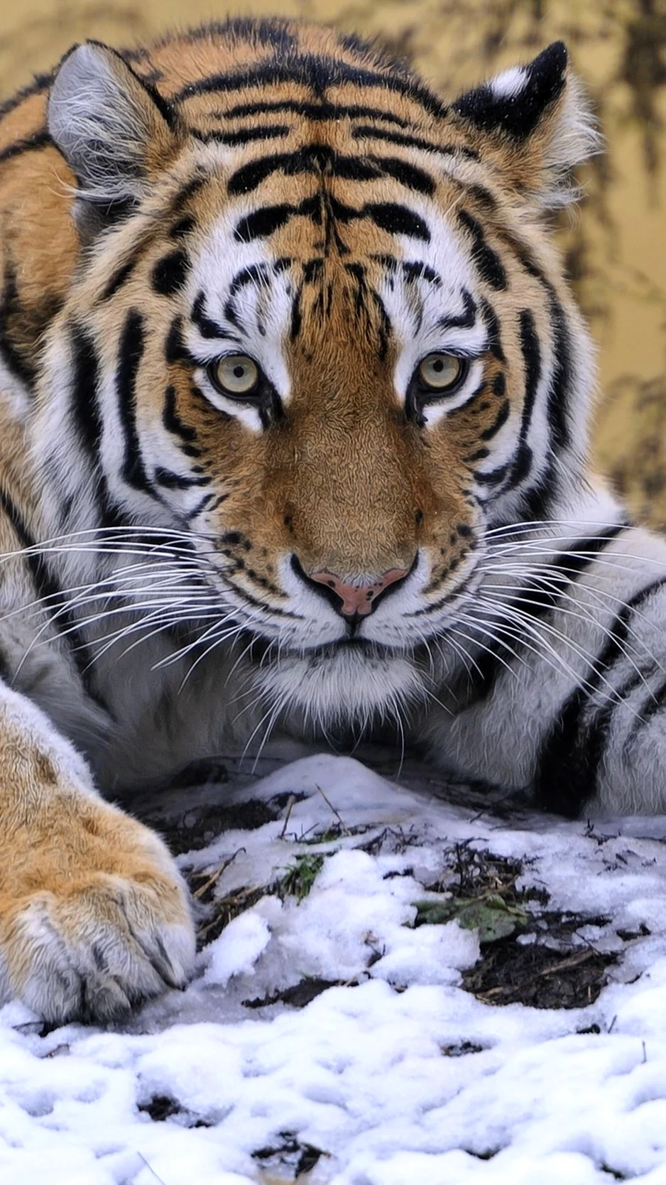 Уссурийский тигр 4к