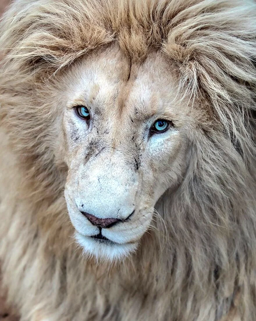 Величественный Лев