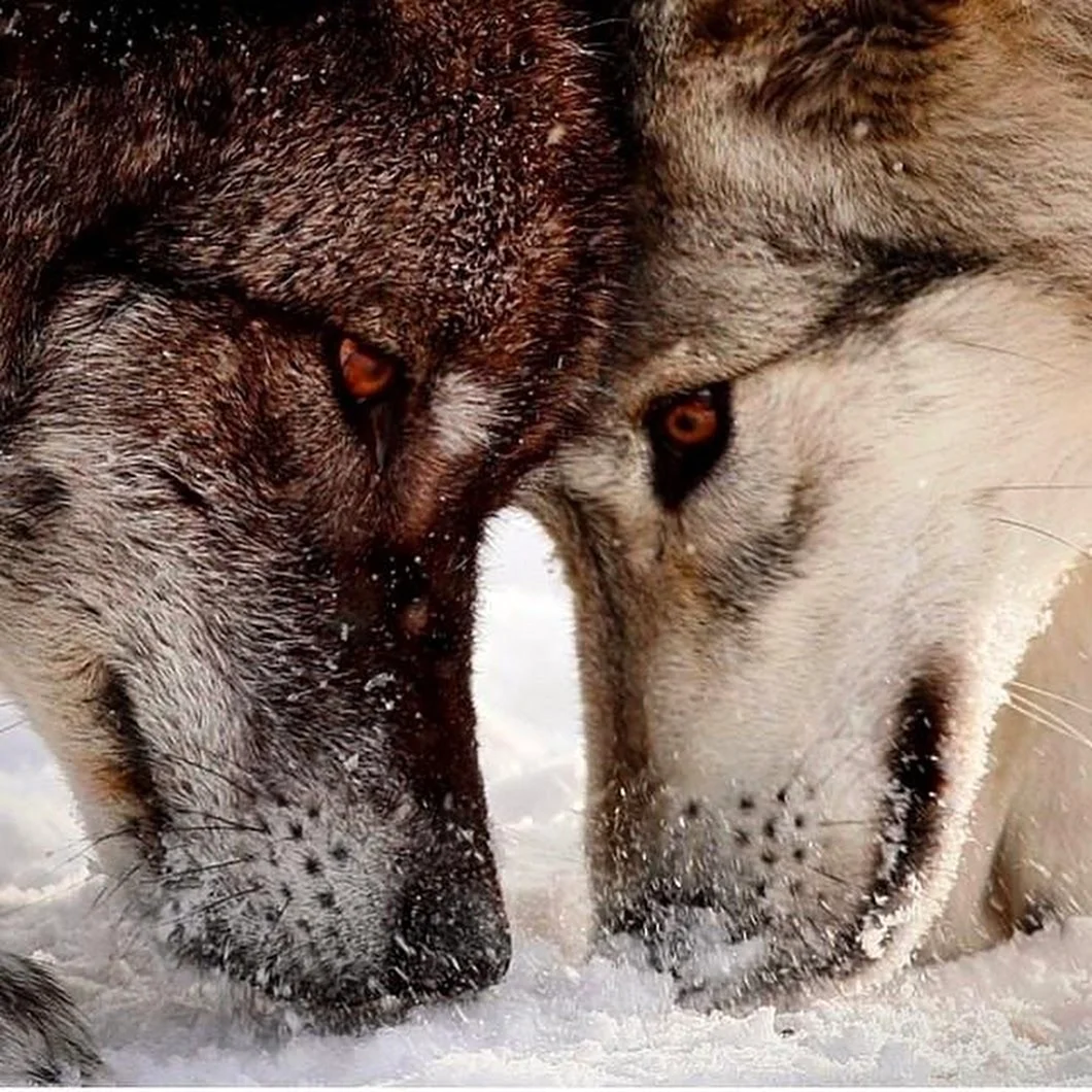 Верность волчица волк и волчица