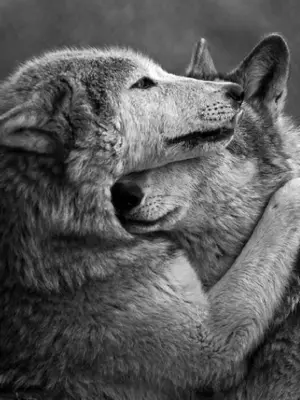 Верность Волков волчице