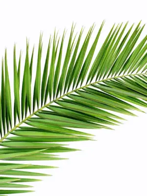 Ветвь финиковой пальмы