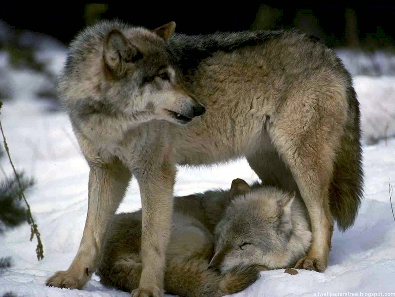 Влюбленный волк уже не хищник влюбленный волк уже защитник