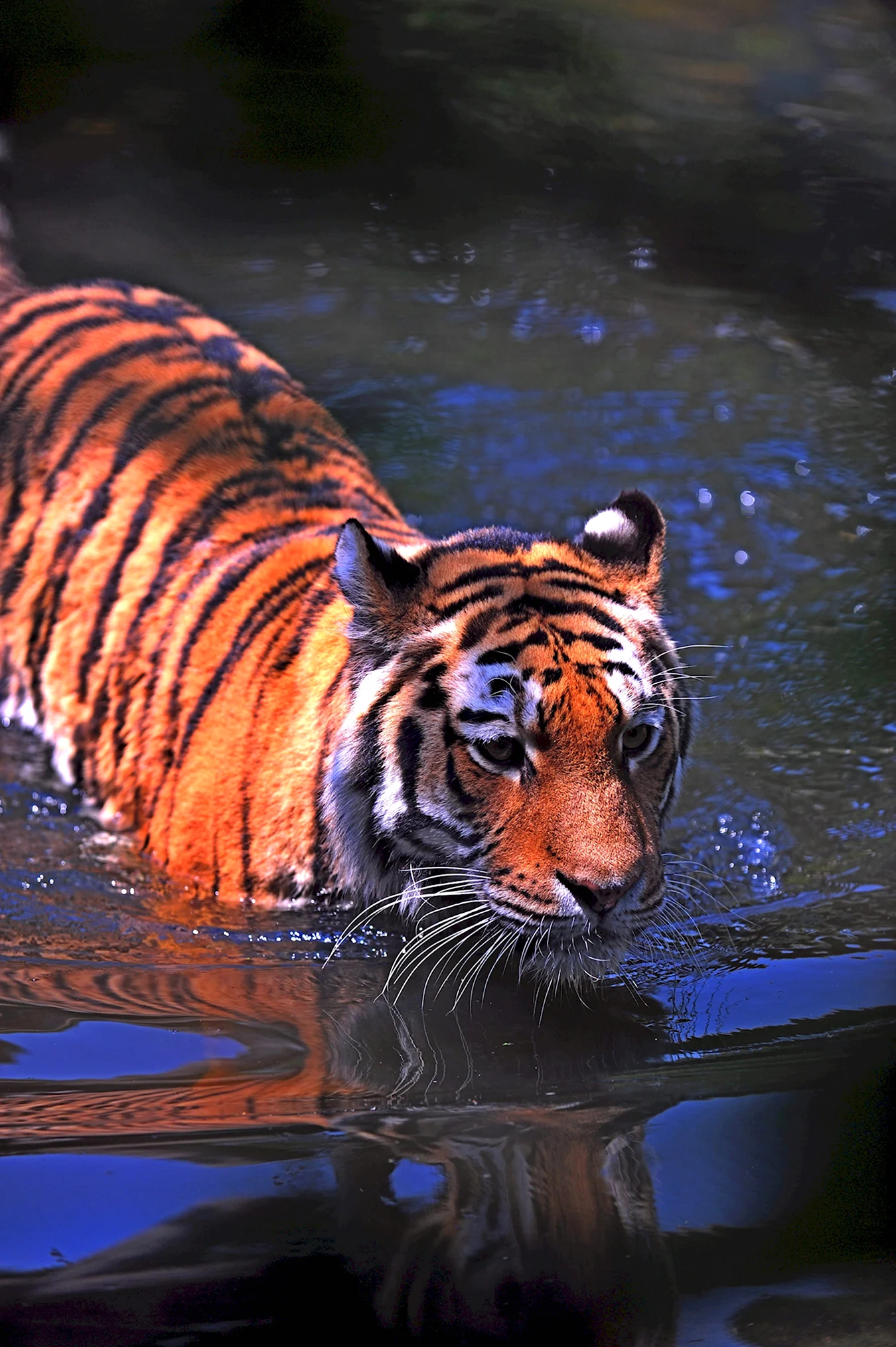Водяной тигр аипа