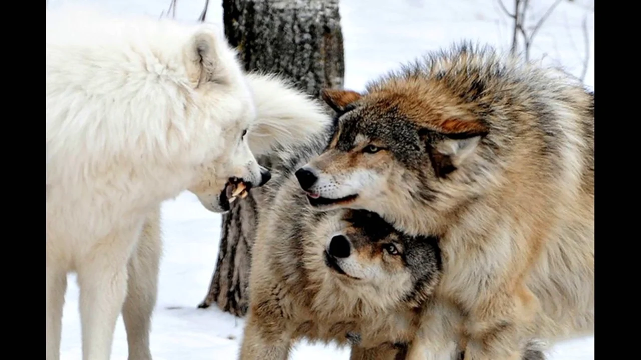 Волчица прикрывает горло волку