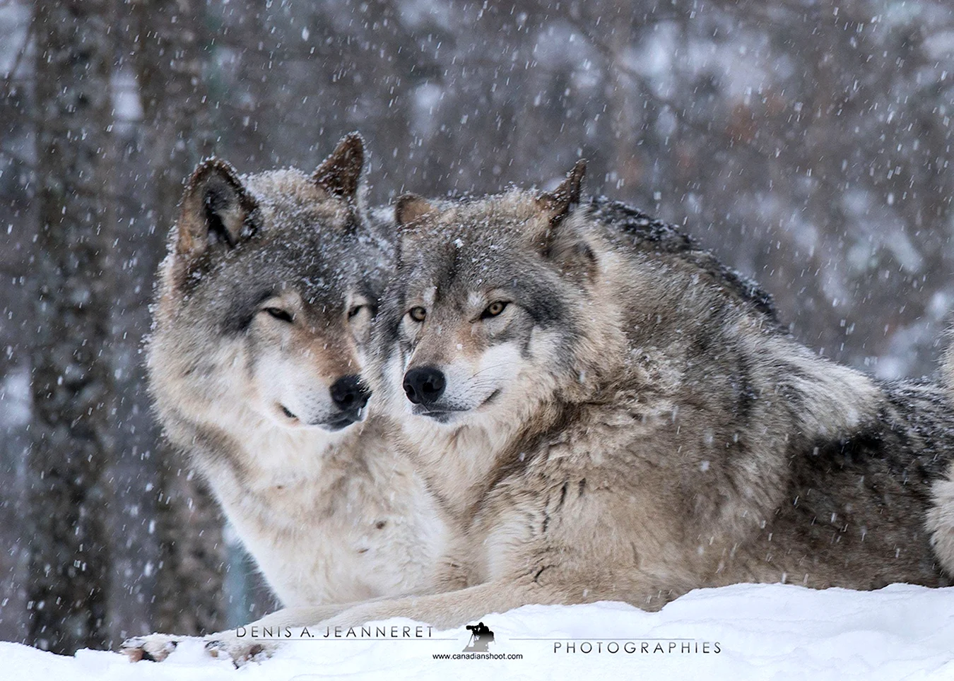Волк и волчица