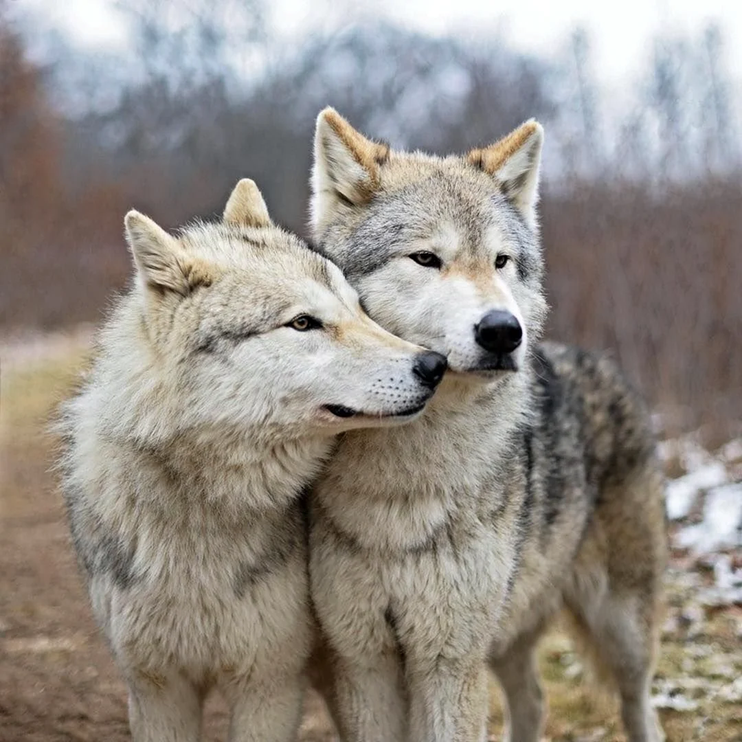 Волк и волчица любовь
