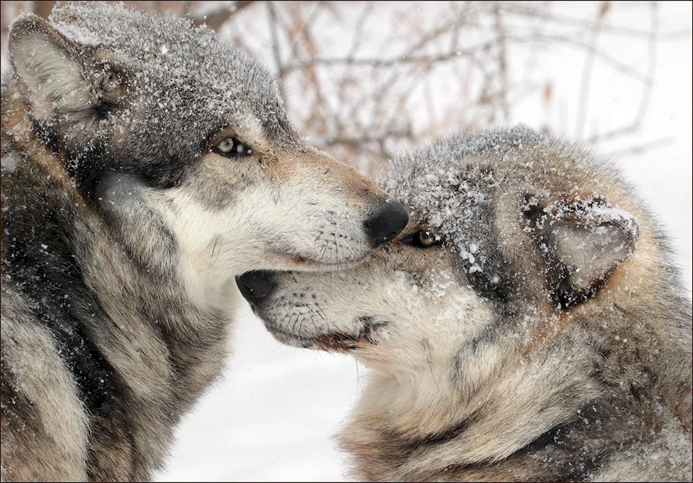 Волк и волчица зимой