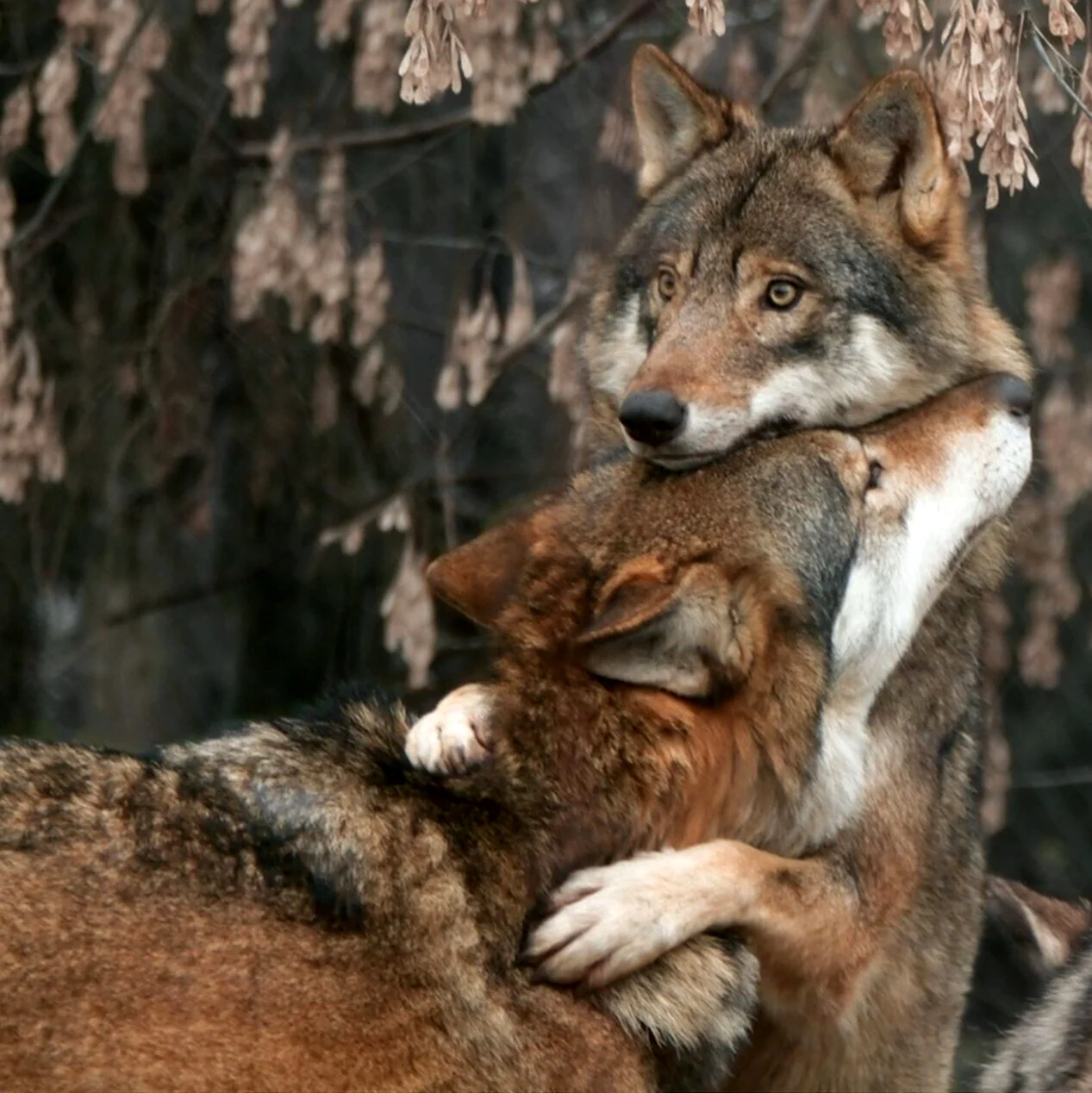 Волк любит одну волчицу