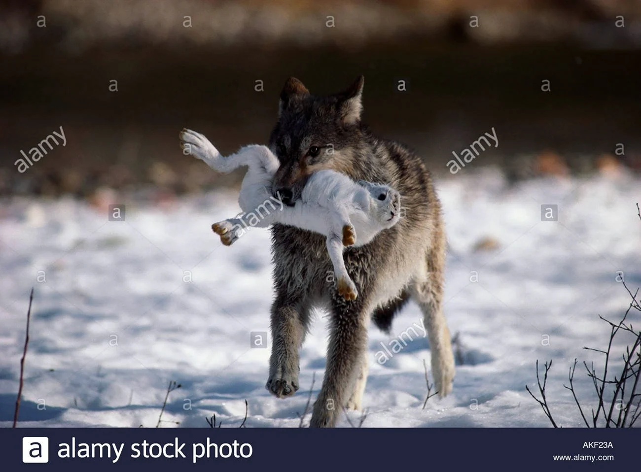 Волк охотится за зайцем