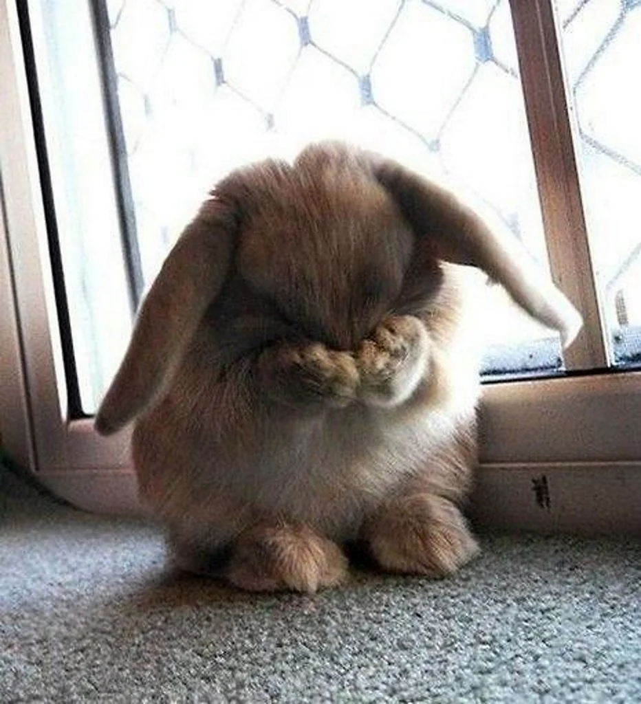 Заяц плачет