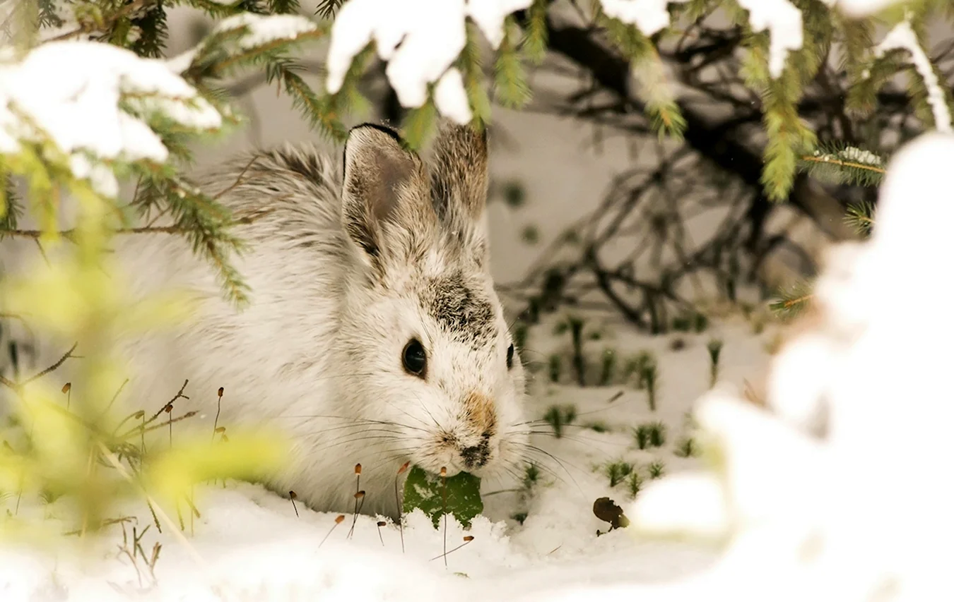 Заяц под кустом зимой
