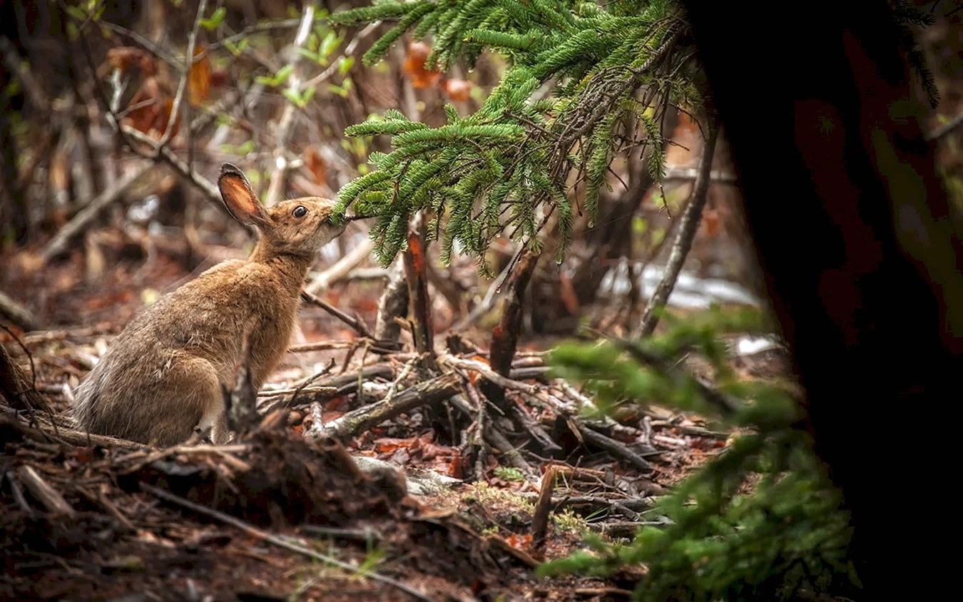Заяц в лесу